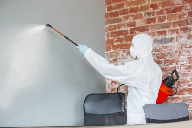 Best Environmental Consulting for Mold Prevention  in Jackson, MO