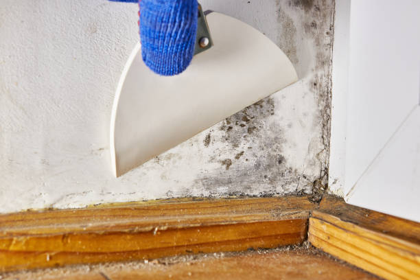 Best Real Estate Mold Inspection  in Jackson, MO